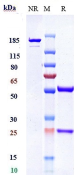 PDGFRB / CD140b Reference Antibody (IMC-2C5)