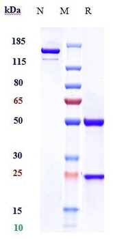 PDGFC / VEGFE Reference Antibody