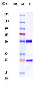 PDCD1 / PD-1 / CD279 Reference Antibody (Peresolomab)