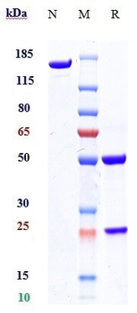 Orai1 Reference Antibody