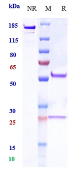 MUC17 Reference Antibody