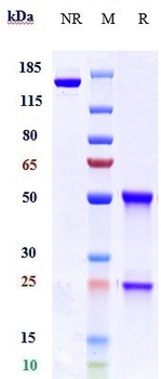 KIR2DL1 / CD158a Reference Antibody