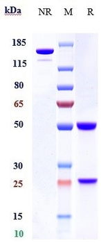 Integrin b7 / ITGB7 Reference Antibody