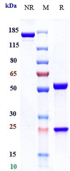 IL-6Ra / CD126 Reference Antibody (sapelizumab)