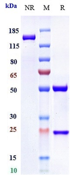 IL-6 / IFNb2 Reference Antibody