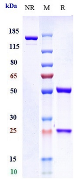 IL-4Ra / CD124 Reference Antibody (MEDI2045)