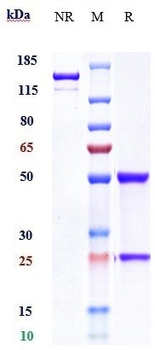IL-20Ra Reference Antibody