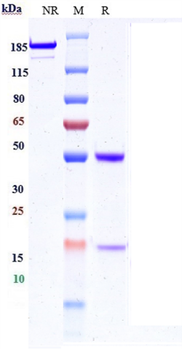 IL-13 Reference Antibody (M1295)