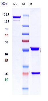 ICAM3 / CD50 Reference Antibody