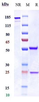 Histone H3 Reference Antibody