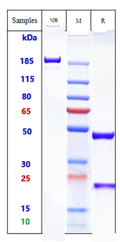 HGFR / c-Met Reference Antibody