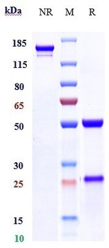 HGFA Reference Antibody