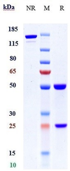 GPR73 / PROKR1 Reference Antibody (Multiple seq-one in animal)