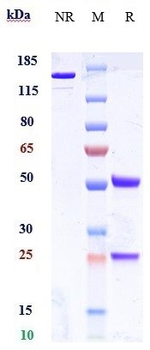 GLP1R Reference Antibody