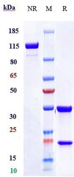 F3 / Factor III / Tissue Factor / CD142 Reference Antibody