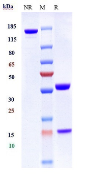 ERBB2 / HER2 / CD340 Reference Antibody (Trastuzumab emtansine)