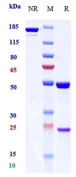 ERBB1 / EGFR / HER1 Reference Antibody