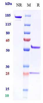DLL4 Reference Antibody