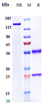 DDR1 / CD167a Reference Antibody (Imperial College DDR1)