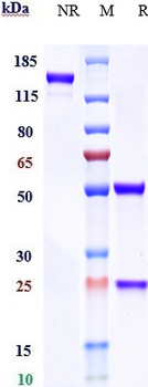 DC-SIGN / CD209 Reference Antibody