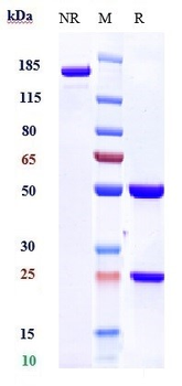 CXADR Reference Antibody