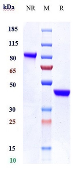 CTLA-8 / IL-17a Antibody (SY18-VHH-11)