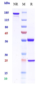 CSF2 / GM-CSF Reference Antibody (plonmarlimab)
