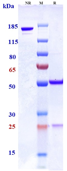 CSF1R / M-CSFR / CD115 Reference Antibody (LY3022855)
