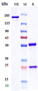 CLEC4C Reference Antibody