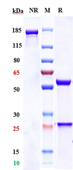 CEACAM5 / CEA / CD66e Reference Antibody (labetuzumab govitecan)