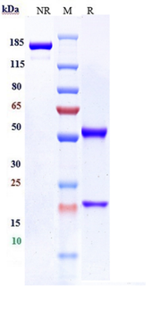 CD79b Reference Antibody (Iladatuzumab vedotin)