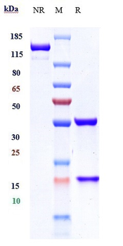 CD20 Reference Antibody (ibritumomab)