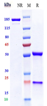 CanAg Reference Antibody (Cantuzumab mertansine)