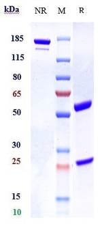 ANGPTL8 Reference Antibody