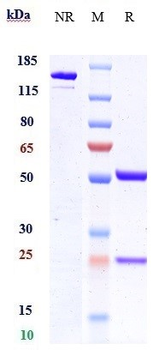 ANGPTL4 Reference Antibody