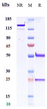 Amyloid Beta Reference Antibody