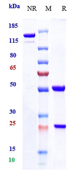 ALCAM/CD166 Reference Antibody (praluzatamab-MMAE)
