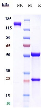 Albumin Reference Antibody