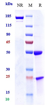 Osteopontin Reference Antibody (ASK8007)