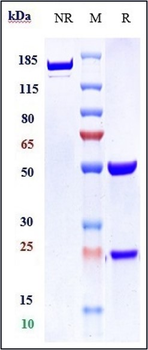 Amyloid Beta Reference Antibody (bapineuzumab)