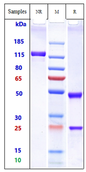 IL-2Ra / CD25 Reference Antibody (camidanlumAb)