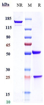 SARS-CoV-2 Reference Antibody (Adintrevimab)