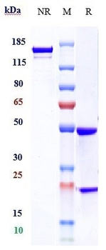IL-4Ra / CD124 Reference Antibody (Manfidokimab)