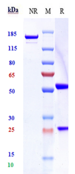 Sortilin / SORT1 Reference Antibody (latozinemab)