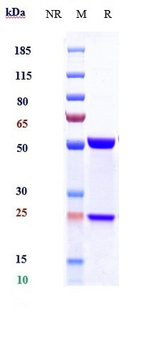 PDCD1 / PD-1 / CD279 Reference Antibody (Rosnilimab)