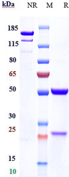 DKK1 Reference Antibody (BHQ-880)