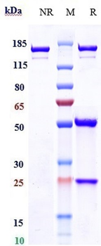 Zaire Ebola virus Reference Antibody (Porgaviximab)