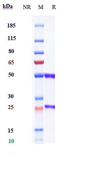 GREM1 / Gremlin Reference Antibody (Ginisortamab)