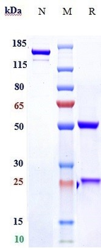PDGFRA / CD140a Reference Antibody (tovetumab)