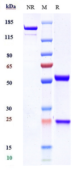 SIRPa / CD172a Reference Antibody (BI 765063)